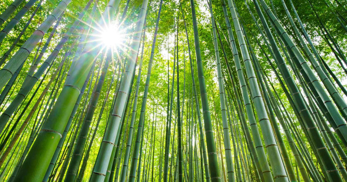 Bamboo – Totally Bamboo